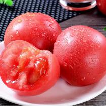西红柿 自然熟沙瓤水果小番茄
