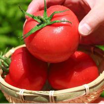 西红柿新鲜蔬菜自然熟番茄