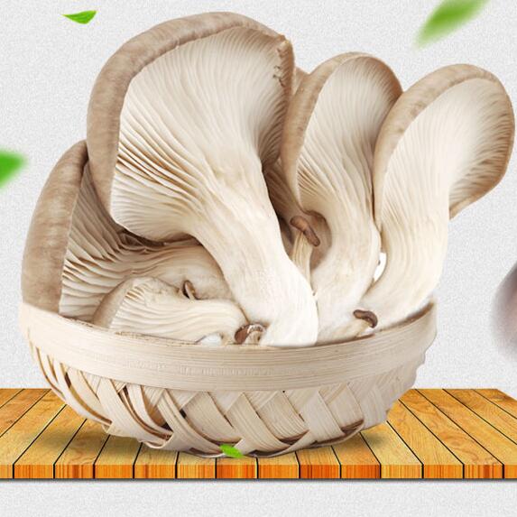 平菇新鲜蘑菇蔬菜食用香菌菇刺芹菇雪茸