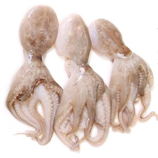 八爪鱼大爆头鲜活章鱼 冷冻海鲜水产深海墨鱼