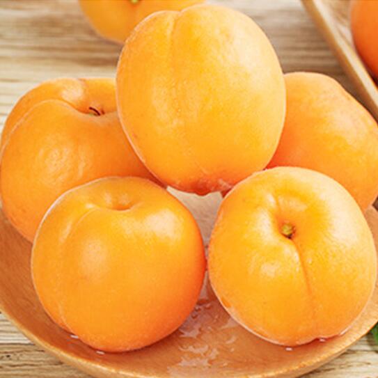 杏子新鲜水果现摘当季酸甜山西大黄杏