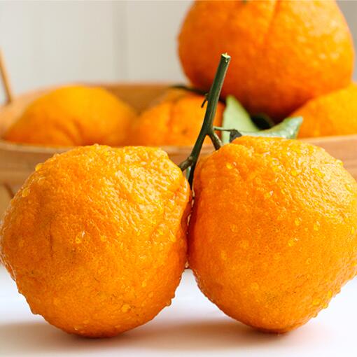 丑橘 新鲜水果当季丑八怪橘子