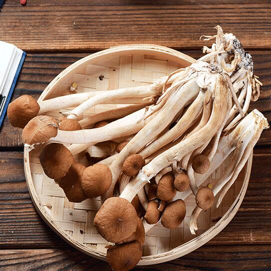 茶树菇 食用菇 食用菌一斤五包