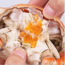 鲜活青蟹红膏大螃蟹超大肉蟹