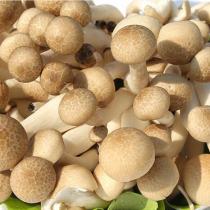 蟹味菇 新鲜菌菇每包价