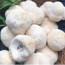 新鲜猴头菇 猴头菇食用菌