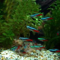 红绿灯小型鱼热带淡水鱼草缸群游上层灯科鱼