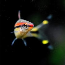 红眉一眉道人鱼 热带观赏鱼 淡水草缸造景群游