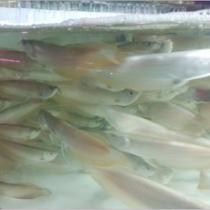 20cm银龙鱼大型淡水热带观赏鱼风水鱼