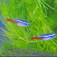 红绿灯小型鱼热带淡水鱼草缸群游上层灯科鱼
