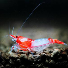 观赏虾除苔藻清洁红琉璃成虾淡水草缸