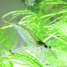 大河藻虾活体清洁虾淡水观赏草缸除苔绿藻